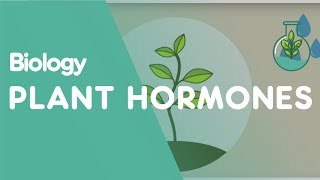 Plant Hormones Tropisms  Plants  Biology  FuseSchool [upl. by Willms]