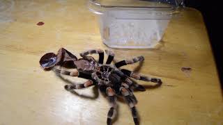 How to Tell if a Tarantula is Male or Female [upl. by Hax]