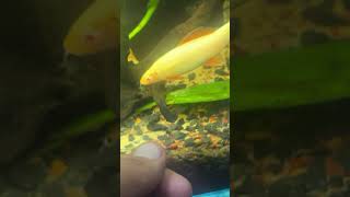 Amor de peixe reels aquarium aquariobrasil [upl. by Aronid]