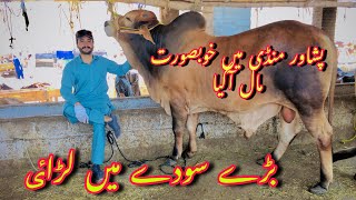 Peshawar Maweshi Kala Mandi 7042024 Updates  Soday me Larai hogai  khans tv cow mandi 2024 [upl. by Irrehs]