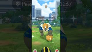 Capturando a passimian shiny 121213 shorts pokemongo [upl. by Alyk]