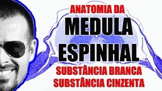 Anatomia da Medula Espinal Substância branca e cinzenta  Sistema Nervoso  VideoAula 091 [upl. by Germano182]