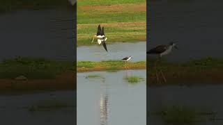 Black winged Stilt I IUCN REDLIST category wildlife nature travel birdconservation iucnredlist [upl. by Kinsman]