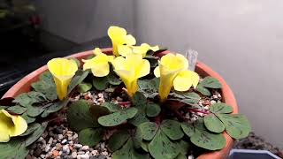 Time lapse Oxalis luteola splash flower [upl. by Loesceke997]