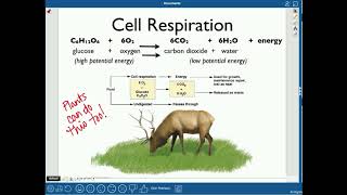 Biogeochemical Cycles [upl. by Enneyehc492]