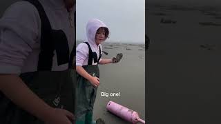 Razor clam digging in Washington clamdiggingrazorclamsfunforkids [upl. by Mossberg769]