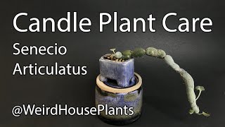 Candle Plant Care [upl. by Kirven]