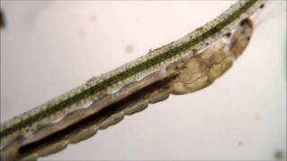 Chironomidae Larvae [upl. by Eniamrej]