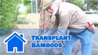 Bamboo Growing 101  How to Transplant Bamboos [upl. by Tegirb996]