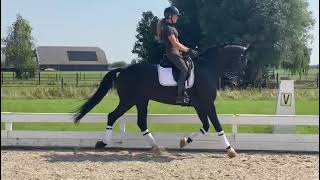 Daytona  Dutch Dressage Horse from Holland for Sale 1 [upl. by Ssalguod]