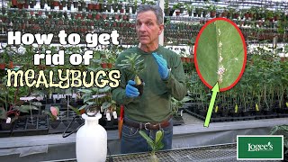 How to Get Rid of Mealybugs  Part 1 of Logees quotPest Preventionquot Series [upl. by Ruthann]