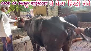 Treatment of anaplasmosis in cow amp buffalo l पशुओं में बुख़ार का उपचार l symptoms of anaplasmosis l [upl. by Micaela616]