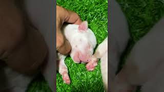 Sleepy Puppies Sweet Dreams 🐕💫 dogoargentino [upl. by Kcirdlek968]