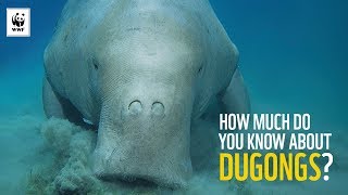 7 Facts About Dugongs  WWFAustralia [upl. by Auliffe208]