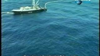 tuna boat kills many dolphins [upl. by Uahsoj]