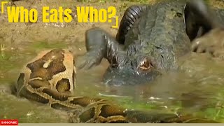 Python vs Alligator Who Eats Who [upl. by Noakes]