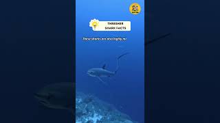 Thresher Shark Facts shorts wildanimalfacts animalfacts [upl. by Petronella297]