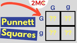 Punnett Square Basics  Mendelian Genetic Crosses [upl. by Einomrah]