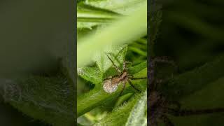 Facing My Fear Alaskan Spiders [upl. by Montagu]