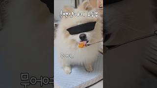 흑백요리사 츄르만5년째 츄르감별사 doglover pomeranian 흑백요리사 funny [upl. by Hayyifas]