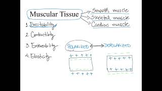 Dr Benaduce Muscular Tissue Properties Muscular tissue lecture [upl. by Hteb]