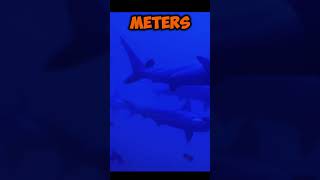 Hammerhead sharks hold their breath to stay warm in cold ocean depths [upl. by Converse667]