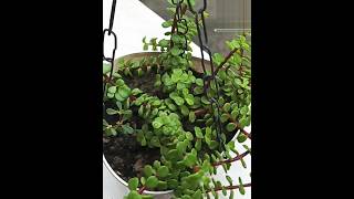 How to care of Jade plant jadeplantcare plants bonsai viralvideos trail ytshorts [upl. by Milas]