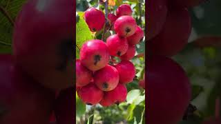 crabapple tree in USA Red fruitsshortvideoAmazing nature naturephotography nature [upl. by Mendes508]