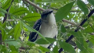 Yearling Florida Mockingbird Goes Hard 🎶💯 Beautiful Songs [upl. by Gitel]