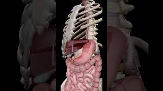 Lindo sistema digestivo anatomiafacil anatomia anatomiahumana [upl. by Trudie]