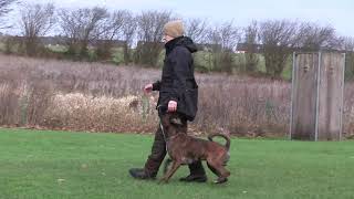 Deutscher Boxer quotNotus con Tiliaquot obedience Unterordnung IGP dogsport dogtraining Hundeausbildung [upl. by Hartmann]