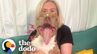 Rescue Pittie Screams Like A Wookie When She’s Excited  The Dodo Pittie Nation [upl. by Esirtal]