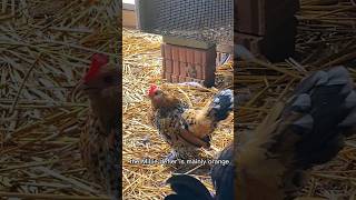 The Amazing Mille de Fleur Chicken backyardchickens [upl. by Ahsead]