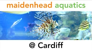 Maidenhead Aquatics  Cardiff [upl. by Leona]