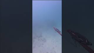 Buceo en baja California sur viralvideo [upl. by Rufe624]