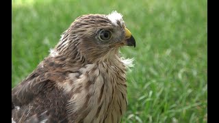 Falconry Baby Sharpshinned hawk falconry wildlife [upl. by Deryl]