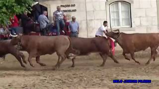 FESTA DOS TOIROS NA FEIRA DA AZAMBUJA SÁBADO 27 DE MAIO 2017 [upl. by Comethuauc780]