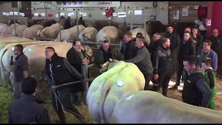 Foire Concours Bovins de Saint Pourçain sur Sioule [upl. by Ranger]