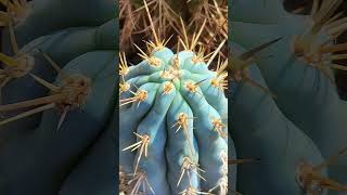 The trick to FASTER CACTUS REPOTTING shorts cactus beats cactusclub beautiful cacti [upl. by Shing]