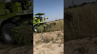 Combine se Gavar ki fasl nikalte huye 🔥😍 combine combineharvester farming [upl. by Opiak]