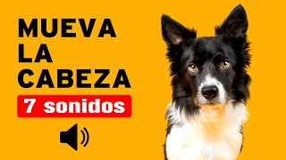 7 SONIDOS para PERROS para que MUEVAN la CABEZA  Garantizado [upl. by Fauman650]