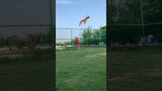 Belgian Malinois Jump Training dogtraining shepherd dogtraining dog puppy malinois jumping [upl. by Amandie]