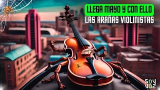 Arañas violinistas ¿Cómo identificarlas [upl. by Kroo868]