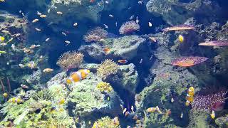 🇨🇳🐠珠海長隆宇宙飛船珍稀海洋生物小丑魚水族館娛樂 Zhuhai Hengqin Chimelong Spaceship Aquarium Clown Fishes Fish Tank [upl. by Joslyn64]