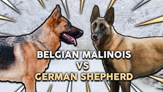 GERMAN SHEPHERD vs BELGIAN MALINOIS Whats The Best Family Guard Dog [upl. by Attezi236]