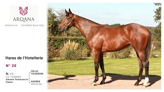 Arqana October Yearling Sale 2024  N° 20 F  Hello Youmzain présentée  le Haras De LHotellerie [upl. by Iosep17]