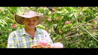 Cultivo de Mango Parte 2  Tv agro By Juan Gonzalo Angel [upl. by Niltyak]