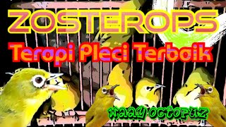 Zosterops Terapi Pleci Bikin Cepat Gacor Dan Buka Paruh [upl. by Eirok]