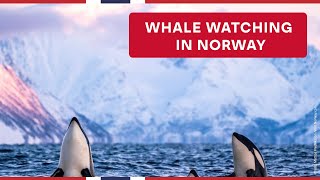 Whale watching in Norway  Visit Norway [upl. by Enaillil]