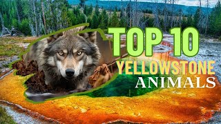 Top 10 Yellowstone’s Iconic Animals [upl. by Aiekat564]